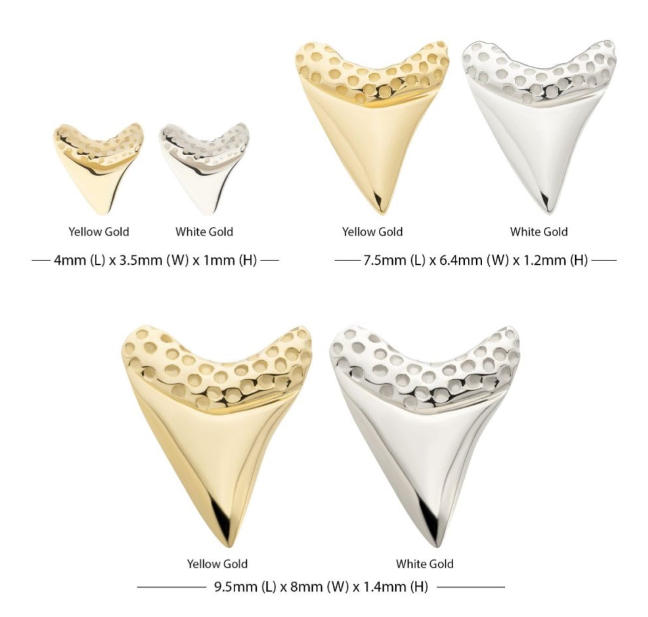 14Kt Gold Threadless Megalodon Shark Tooth earring | yellow gold earring | white gold earring | shark tooth earring | solid gold earring